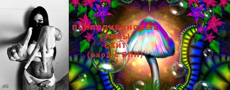 Псилоцибиновые грибы Cubensis  Ревда 